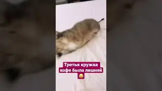 А ты любишь кофе? #кот #котик #cat #cats #котики #коты