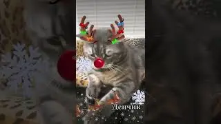 #кот #cat #пожелания #новыйгод