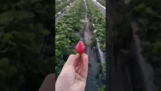✅🍓✌️#рассадаклубники #strawberry #чебоксары #огород #дача #лето #garden