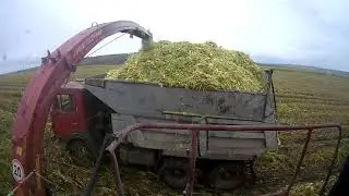 Кукуруз на силос.