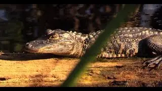 Hike Thru a Florida Swamp