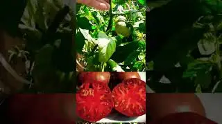 Обзор томатов по сортам!!! ТОМАТ ГНОМ СТРИНГИ - ПРОСТО МЕГАУРОЖАЙНЫЙ!