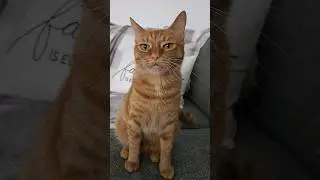 ❤️Кот Артём❤️.                                                           МаЦик слаТенький😄