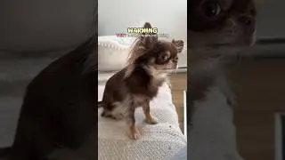 Heart-Stopping Dog Scream 😱‼️ / TW: Unexpected scare ⚠️