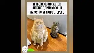 Коты наши меньшие 🐈 Ну как их можно не любить?🥰 С юмором и позитивом 😋