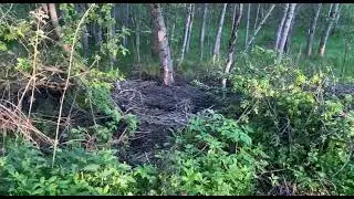 Свалка веток за калиткой