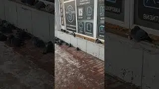 Совет народных депутатов