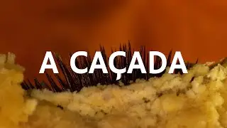 Carne Doce - A Caçada (Libras e letra)