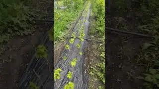наша школка
