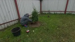 ОБЛАГОРОДИЛА ТУИ.ГОТОВИМ С МУЖЕМ СТЕЛЛАЖИ ДЛЯ РАССАДЫ.