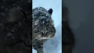 ✨ ЛЕСНОЙ КОТ пошел по делам ❄️ 