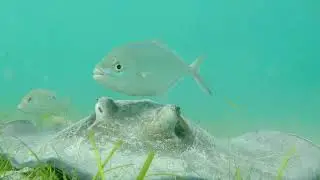STINGRAY VIDEO IN ST JOHN MAHO BAY US VIRGIN ISLANDS - Underwater