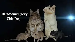 Вас приветствует питомник дегу ChinDeg