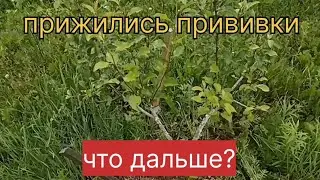 Прививки прижились... Что дальше?