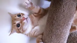 Proof That Orange Cats Are Different 🧡
