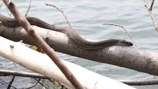 Saving a Threatened Species