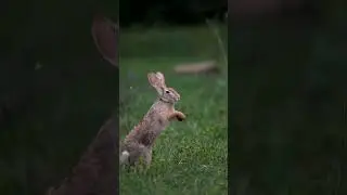 True Love 😘🦨💞 #shorts #trending #animalshorts #discovery #animalshorts