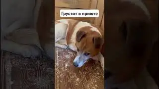Коровка все еще ждёт маму 🙏🏻🙏🏻🙏🏻