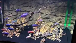 African Cichlid Peacock and Haps 150 Gallon Tank