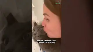 Do Cat Actually Like Kisses?