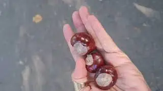 Каштаны!