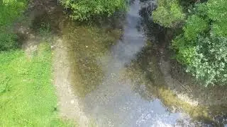 Stalking Baby Turtles in my Pond with a Drone