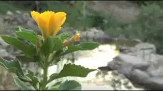 Ботанический сад в Эйлате