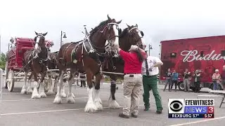 Budweiser Clydesdales are in Idaho Falls