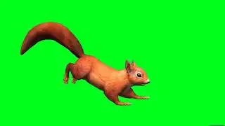 squirrel green screen video (2)