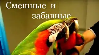 Смешные и забавные