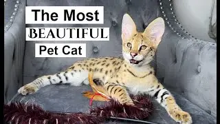 The Most BEAUTIFUL pet Cat!