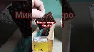 микро нуклеус