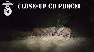 Close-up cu purcei (Piglets close-up)