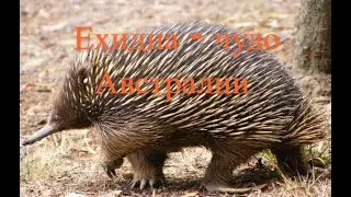 Ехидна - загадочное животное
