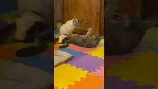 Особята