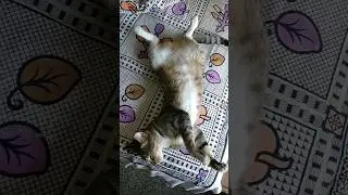 Summer Sleep Animals Cats #shorts #viral #cat