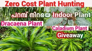 Plant Hunting Malayalam |zero cost plant hunting||dracaena hunting||Plant hunting in kerala