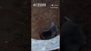 крот