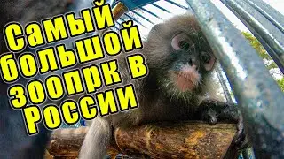 Самый большой зоопарк в России. Белые медведи, пингвины и сурикаты. (Поездка в Сибирь #3)