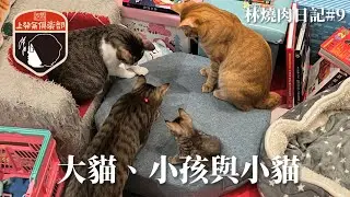 林燒肉日記#9_大貓、小孩與小貓