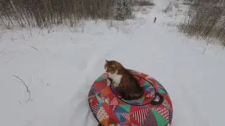 Sledding with the cat.