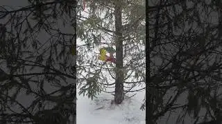 #snowfall