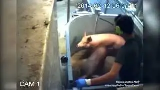 World-first video: pigs being 'put to sleep' in 'humane' abattoir (WARNING: Graphic)