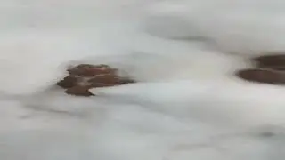 Бомбежка xохлов