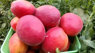 New! Apricot Totem! Apricot Totem. Early and sweet variety.