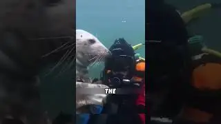 #lovely #animals #animalas #dog #love #short #funnyshorts #cute #shortvideo