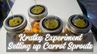 Kratky Experiment: Setting Up Carrot Sprouts