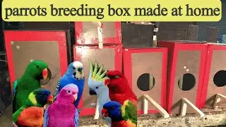 Make a Parrot Breeding Box at Home | Low Cost & Easy DIY