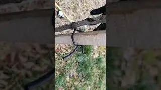 Обрезка однолетнего саженца яблони