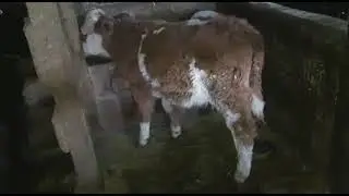 Молодняк крс и жители моей фермы. Ноябрь 2019